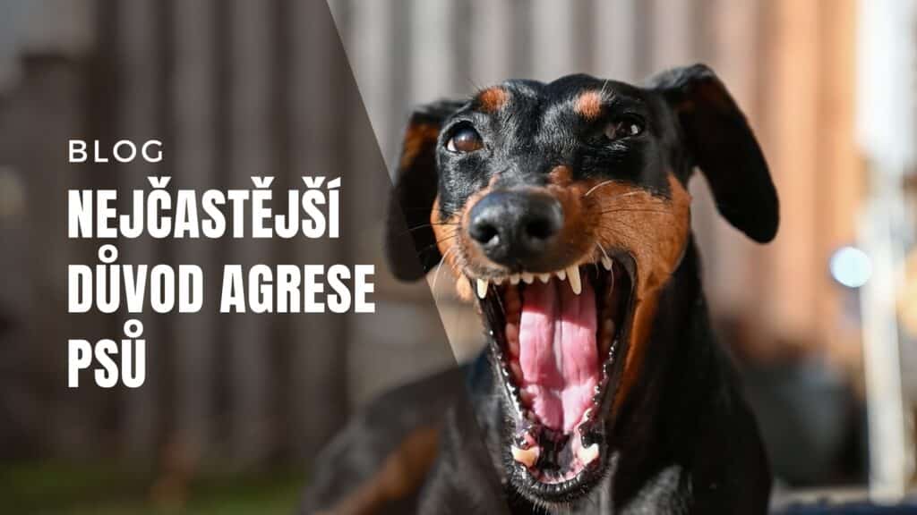 Nejčastější důvod agrese u psů 1