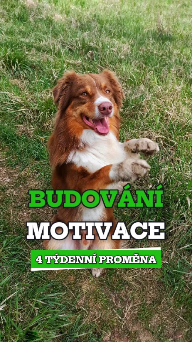 🎬 Rodinný pes a žádná pozornost? Takhle to nejde.

Majitelka přišla s tím, že pes tahá na vodítku a nereaguje na přivolání. Jenže problém nebyl ani vodítko, ani přivolání.
Pes si jí prostě nevšímal. Čichal si, koukal si, žil si svůj život.

Tak jsme neřešili tahání, ale motivaci. A tohle je výsledek za 4 týdny – změna, která by bez toho nikdy nepřišla.

Bez motivace? Neučíme nic.
Protože když tě pes nevnímá, můžeš si povel říct i do stromu.

👉 Zajímá tě, jak motivaci skutečně postavit? Mrkni na arkak9.com
❤️ Líbí se ti tenhle přístup? Sleduj nás a dej like, ať ti nic neuteče.

#ArkaK9 #VycvikPsu #NePoPo #ModerniVycvik #PsiVycvik #TreninkPsu #TreninkNaMiru #PozitivniVycvik #RodinnyPes #Kynologie
#MotivaceJeZáklad #BezPozornostiToNejde #PesNevnímá #RodinnýVýcvik #AustralskýOvčák #TaháníNaVodítku #Přivolání #ZměnaVMotivaci #4TýdnyStačí #RealitaVýcviku