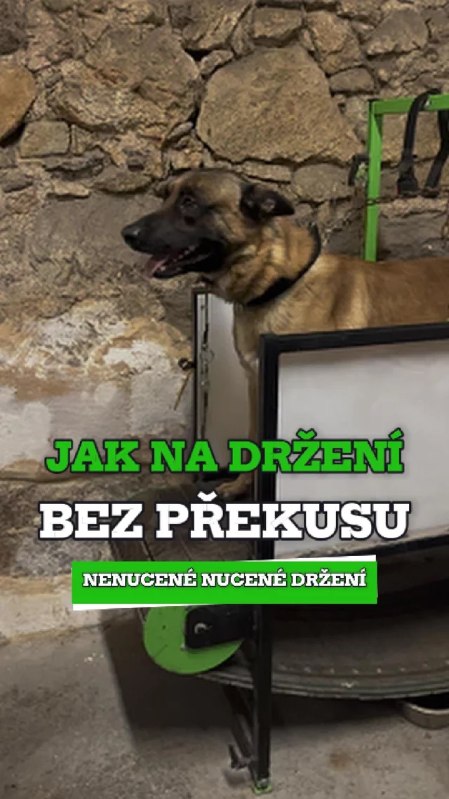 🎯 Držet, nepřekusovat. A pustit, když se řekne.

Na videu pes, který se učí základy. Ale ne jen tak nějak.
👉 Držení bez překusování – ať už jde o aport nebo zákus
👉 Spolehlivá pouštěčka – klidná, bez boje
👉 Zákus pevný a vědomý – žádná náhoda, žádná divočina

Protože bez tohohle základu je všechno ostatní jen náhoda.
A my nechceme náhodu. My chceme přesnost.

👉 Zajímá tě, jak to učíme? Mrkni na arkak9.com
❤️ Baví tě naše videa? Sleduj nás a hoď like, ať ti nic neuteče!

#ArkaK9 #VycvikPsu #NePoPo #ModerniVycvik #PsiVycvik #TreninkPsu #TreninkNaMiru #PozitivniVycvik #PracovniPes #Kynologie
#Držení #Pouštěčka #PevnýZákus #BezPřekusu #Aportování #ZákladyVýcviku #TlakARelax #TréninkDetailu #PrecizníPes #PsíTechnika #RealitaVýcviku