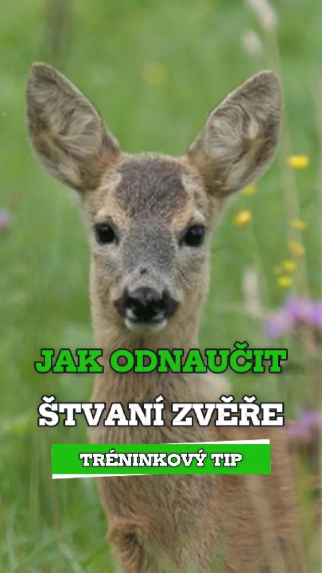 🚫 Jak odnaučit psa štvát zvěř?

Žádný plyšák na dálkáč. Žádný autíčko. Žádný kouzelný impuls, co to za tebe vyřeší.
A už vůbec ne trest ve chvíli, kdy pes letí jak torpédo.
To už jsi pozdě.

Štvaní není chyba psa.
Je to instinkt. A ten se nedá vypnout. Můžeš ho jen naučit, co s tím má místo toho dělat.
To znamená výchova a výcvik.
Reálný. Žádný trik.

Potřebuješ přivolání, který funguje i ve chvíli, kdy to v psovi vře.
A ne povel, kterej řveš do lesa a doufáš, že se smiluje.

Takhle prostý to je.

👉 Mrkni na arkak9.com, jestli tě zajímá, jak to děláme.
❤️ Sleduj, jestli tě to baví. Ať ti nic neuteče.

#ArkaK9 #VycvikPsu #NePoPo #RealitaVycviku #PsiVycvik #TreninkBezOmacky #PracovniPes #Kynologie #PozitivniVycvik #TreninkNaMiru
#StvaniZvere #PesAZver #OdvolaniOdZvere #PrivolaniSKrvi #PesKteryPremysli #TreninkBezZkratek #RealitaSePsem #PesNeposloucha #VycvikKteryDavaSmysl #ZverNeniNepřítel #ZivotSePsem #VychovaNeTrest