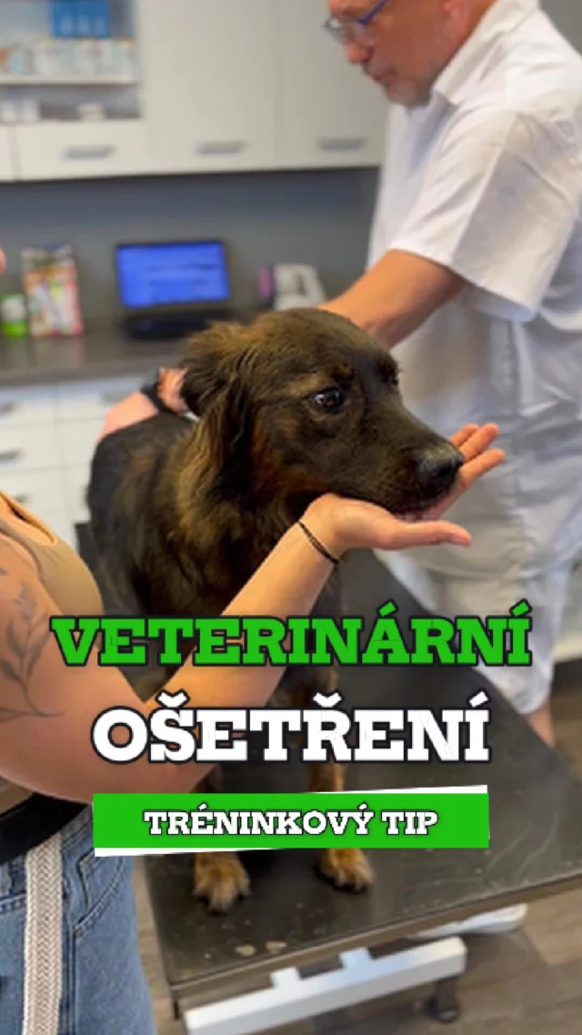 🩺 Veterina v klidu? Jo, ale nejdřív to musíš toho psa naučit.

Ne, není to o tom, že ho přidržíš a nějak to zvládne.
Na videu je pes, kterej si nechá v klidu píchnout injekci.
Sám. Bez stresu. Bez boje.

A tady je ten fór – všechno, co se týká ošetření nebo veteriny samotné, musíš učit jako triky.
💡 Stejnej náboj. Stejnej přístup. Stejná radost.
Jako když děláš otočku, panáčka nebo jinou blbinu, kterou pes miluje.
Protože když to nemá náboj, tak to pes nechce dělat. A na tom to celý stojí.

Veterina nesmí být nutnost. Musí to být další hra, co se vyplatí.

👉 Zajímá tě, jak na to krok za krokem? Mrkni na arkak9.com
❤️ Baví tě tenhle přístup? Sleduj a dej like, ať ti nic neuteče.

#ArkaK9 #VycvikPsu #NePoPo #RealitaVycviku #PsiVycvik #Kynologie #TreninkNaMiru #TreninkBezStresu
#VeterinaVklidu #DobrovolneOsetreni #PesDavaSouhlas #TreninkOJehle #TrickyKterePomahaji #PsiPohoda #VeterinaJakoHra #ZkusToJinak #OsetreniBezBoje #RealitaSePsem
