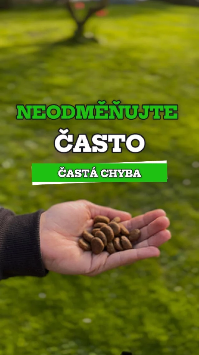 🍖 Méně je víc. A platí to i u odměn.

Jedna z nejčastějších chyb: cpou do psa odměny furt. Pořád.
Pes něco udělá – máš!, udělá skoro – taky máš!, neudělá – za chvíli máš stejně.

A pes to ví. Ví, že má nekonečně šancí. A když něco neudělá? Tak co.
Maximálně nedostane pamlsek. Ale to vůbec nevadí – protože za dvě minuty přijde další.

Tak proč by se snažil?
Proč by se soustředil?
Nemá důvod.

Chceš, aby měl drive? Aby se těšil, aby makal a věřil, že to má cenu?
Tak odměňuj míň, ale pořádně.
Ne padesát drobků za nic.
Ale jeden jackpot za fakt výkon.

👉 Zajímá tě, jak postavit motivaci správně? Mrkni na arkak9.com
❤️ Dává ti to smysl? Sleduj nás, ať ti nic neuteče.

#ArkaK9 #VycvikPsu #NePoPo #PsiVycvik #RealitaVycviku #TreninkNaMiru #ModerniVycvik #Kynologie
#DriveSeNedáNakrmit #OdmenaZaVykon #MeneACenneji #PsíMotivace #VýcvikSKontrolou #TrénujChytře #ChybíSoustředění #PsiToVi #TreninkBezDrobecku #RealitaSePsem