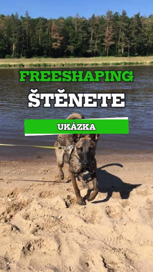 🧠 Freeshaping není klikání všeho, co se hne.

Na videu je štěně, co shapuje samo.
Nabízí, zkouší, přemýšlí.
A o tom to je – aktivita, kreativita, svoboda.

Jakmile začneš klikat každej mikropohyb,
klikr se stává joystickem. A pes přestává být pes.
Jen čeká, kdy ho “nasměruješ”.

Ale shaping není vodění.
Je to nechat psa bejt. Nechat ho dělat chyby, nechat ho zkoušet kraviny,
protože jen tak pochopí souvislosti a najde řešení sám.

💡 A to je nejvíc – když pes fakt pochopí a ne že byl jen dobře naveden.

👉 Chceš rozvíjet psa, ne ho jen ovládat? Mrkni na arkak9.com
❤️ Sleduj nás a hoď like, jestli ti tohle dává smysl.

#ArkaK9 #VycvikPsu #NePoPo #PsiVycvik #TreninkNaMiru #RealitaVycviku #PozitivniVycvik #ModerniVycvik #Kynologie
#Freeshaping #ShapingVRealite #KlikrNeniJoystick #PesPremysli #PesHleda #VolneChovani #TreninkKteryDavaSmysl #KreativniPes #NechejHoBejt #RealitaSePsem #TreninkBezVodeni