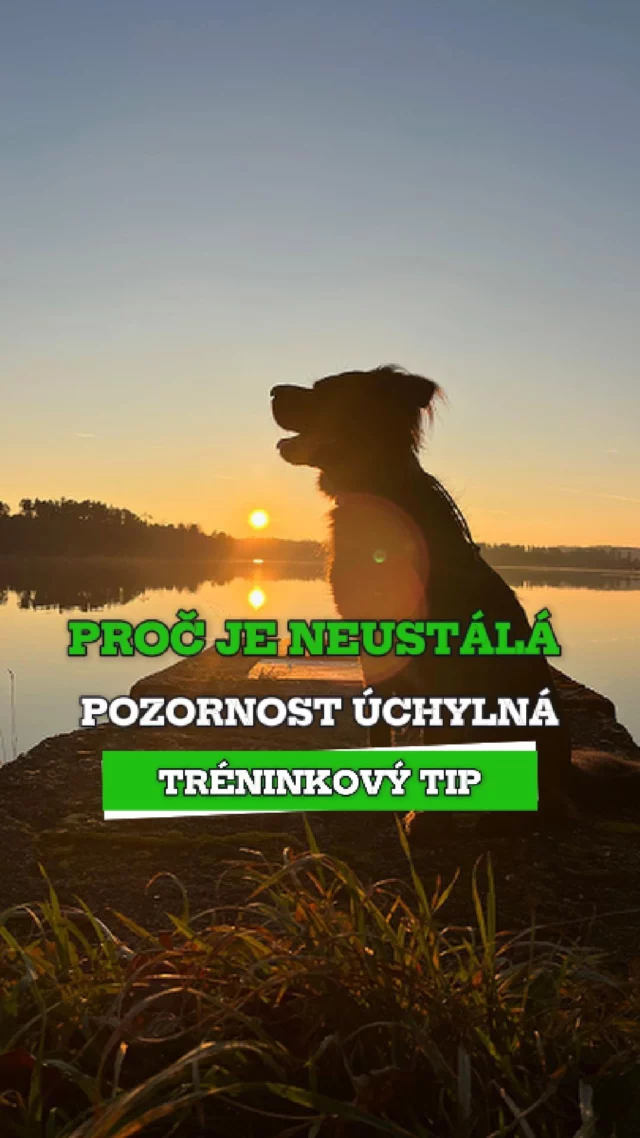 👀 Proč je neustálá pozornost psa na procházce úchylná?

Představ si, že jdeš s dětma na výlet. A že tě celou dobu jedno dítě sleduje jedním okem a druhým uchem.
Pořád. I když si čichá k šišce. I když si hraje.
Protože ví, že když tě přestane na vteřinu hlídat, tak tě „neposlechne“.
Jako fakt? Tohle má bejt vztah?

Tohle je úchylný výcvik, ne funkční výchova.

Já nechci psa, co mě furt sleduje.
Chci psa, kterej se mnou umí spolupracovat, když je to potřeba,
ale jinak má svobodu a klid.
A to jde jen když mám dobře postavenou poslušnost, co funguje i bez odměn a i když kolem běží srnka.

💡 Čím lepší je poslušnost, tím víc má pes volnosti.
A taky psovod. Protože nemusí psa hlídat každou vteřinu.

👉 Zajímá tě poslušnost, která dává smysl? Mrkni na arkak9.com
❤️ Líbí se ti tenhle přístup? Dej like a sleduj, ať ti nic neuteče.

#ArkaK9 #VycvikPsu #NePoPo #PsiVycvik #RealitaVycviku #ModerniVycvik #TreninkNaMiru #Kynologie #Poslusnost
#PesNeniRobot #VolnostZaPoslusnost #UchylnyVycvikNe #RealitaSePsem #SpolupraceNeKontrola #TreninkKteryDavaSmysl #SvobodnyPes #FunkcniPoslusnost #PesPremysli #NechHoBejt